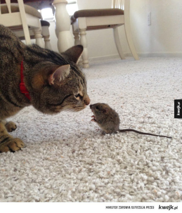 Zabawa w kotka i myszkę