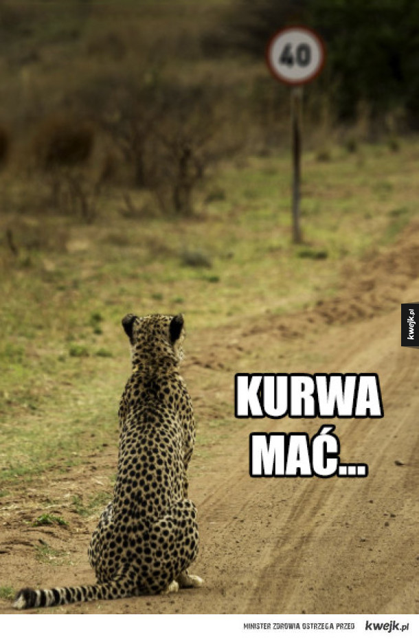 Memy inspirowane Comedy Wildlife Photo Awards 2016