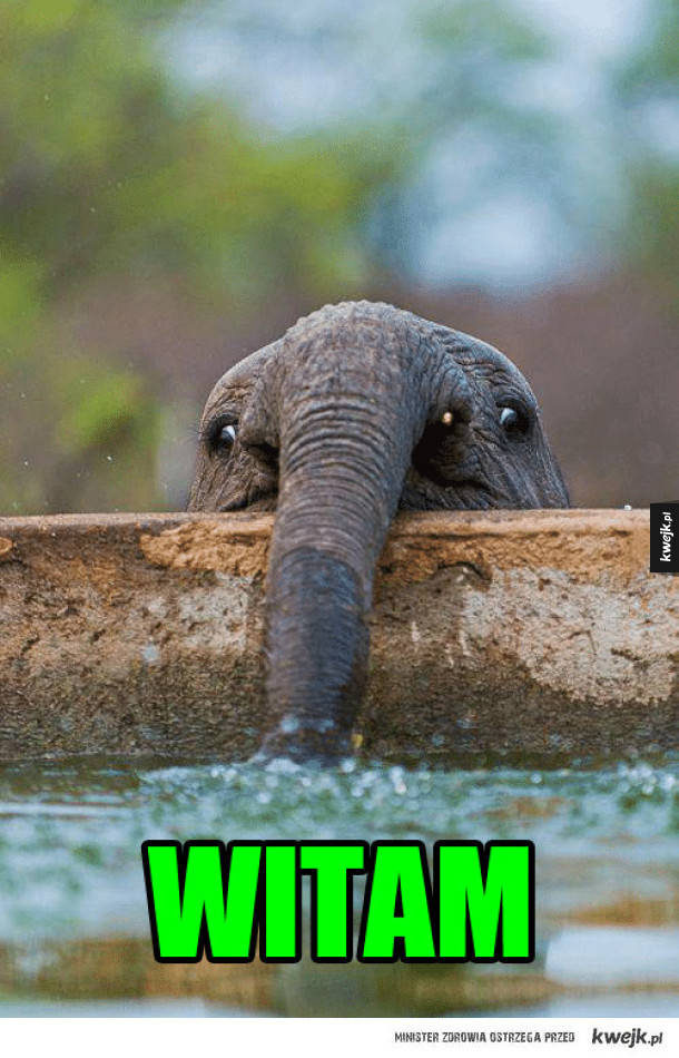 Mały słonik pije wodę