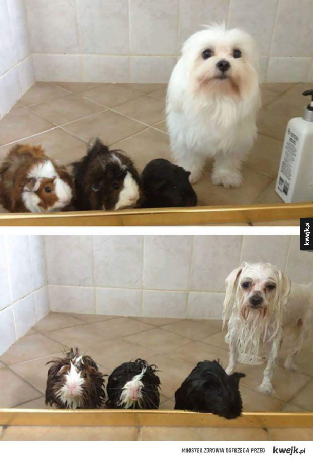 Zwierzaki przed kąpielą i po