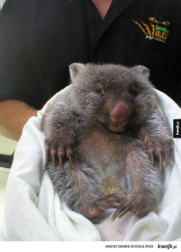 Wombaty są przeurocze