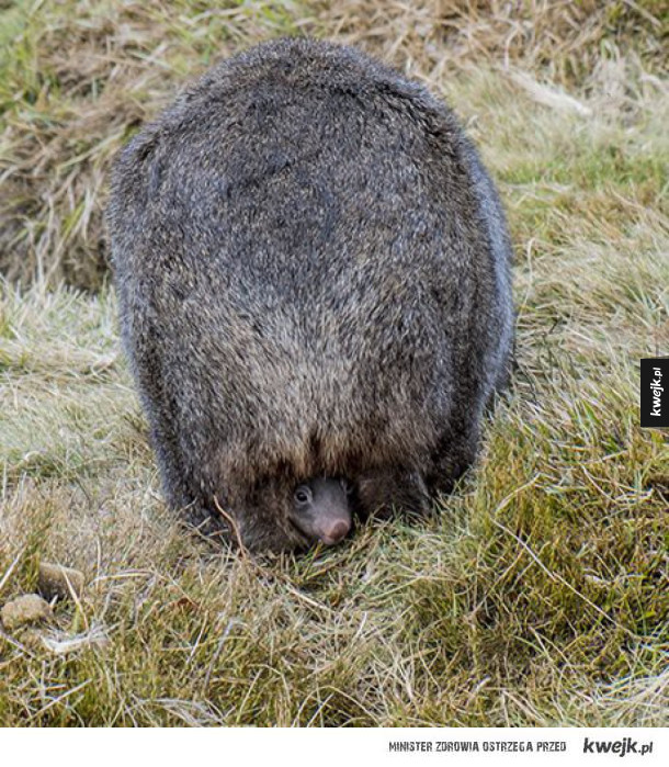 Wombaty są przeurocze