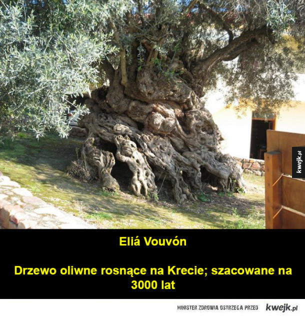 Najstarsze drzewa świata