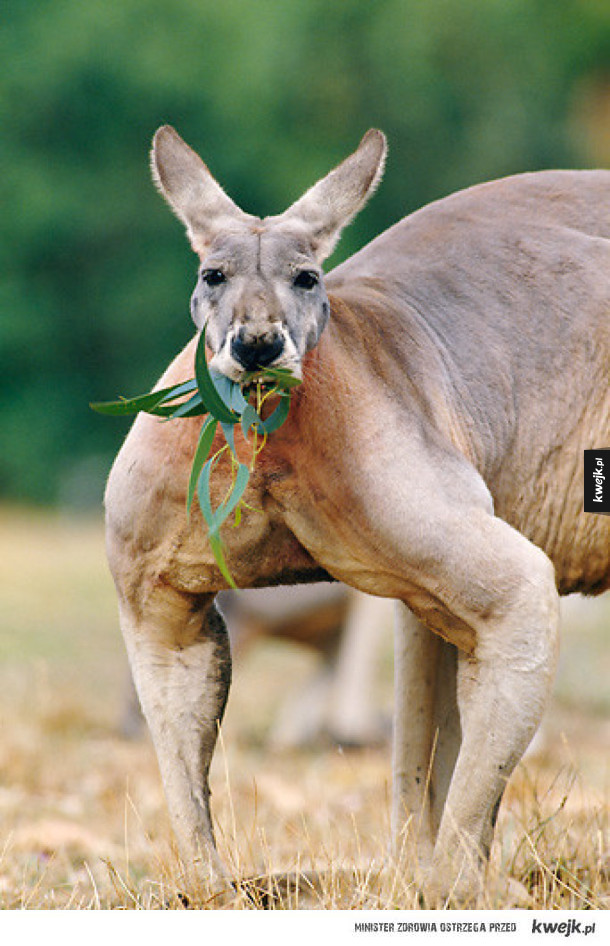 Kangury-kulturyści