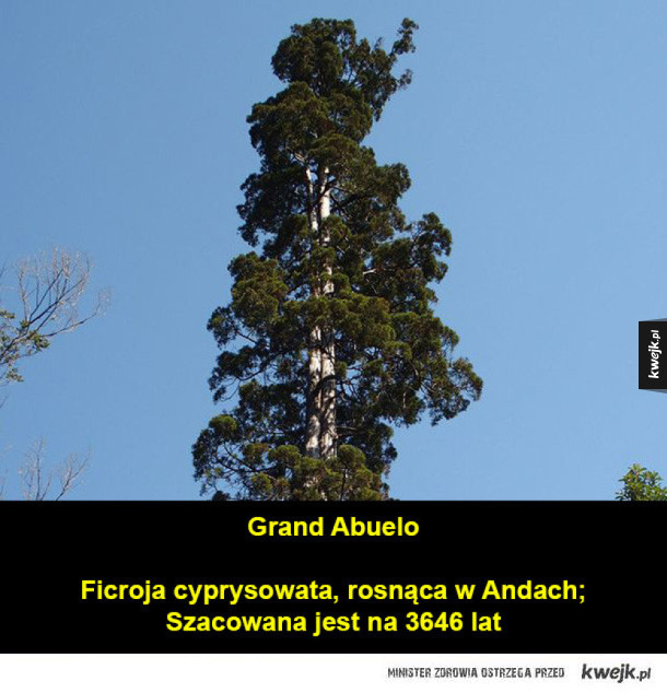 Najstarsze drzewa świata