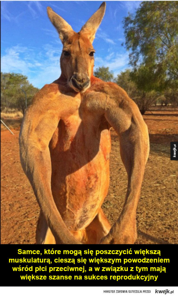 Kangury-kulturyści