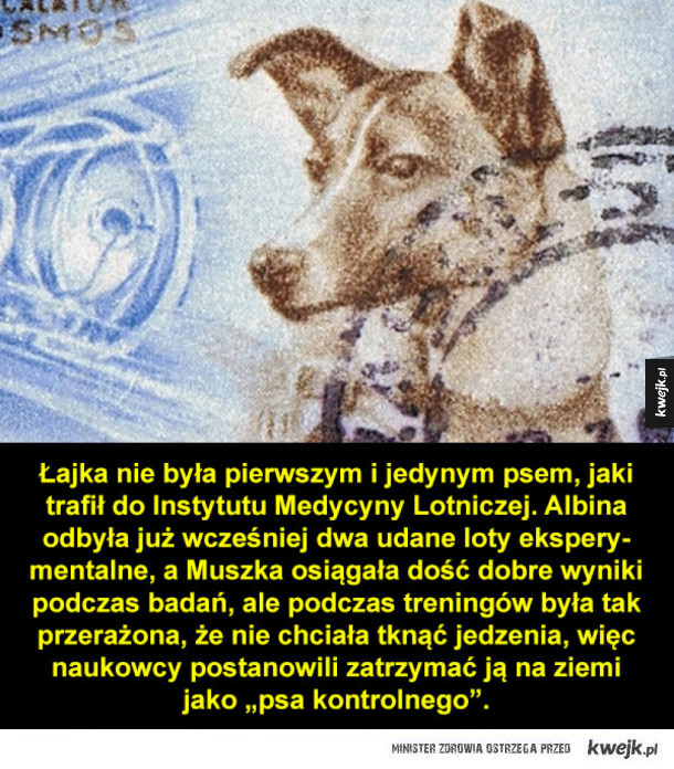 Łajka, pierwszy pies w kosmosie