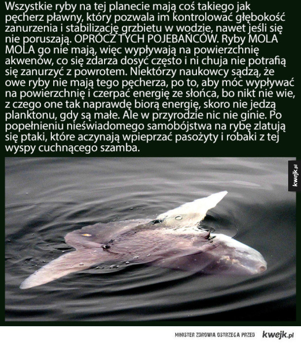 Mola Mola - najgłupsza ryba, która zamieszkuje oceany