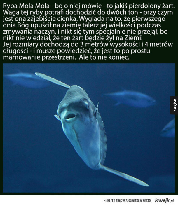 Mola Mola - najgłupsza ryba, która zamieszkuje oceany