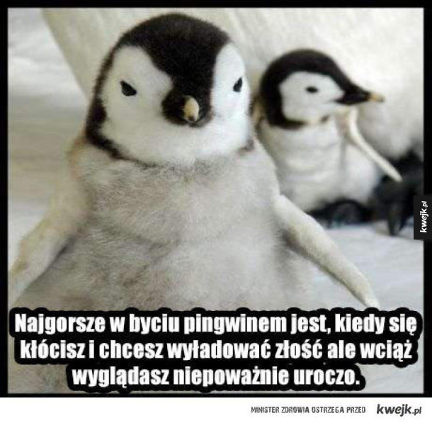 Bycie pingwinem