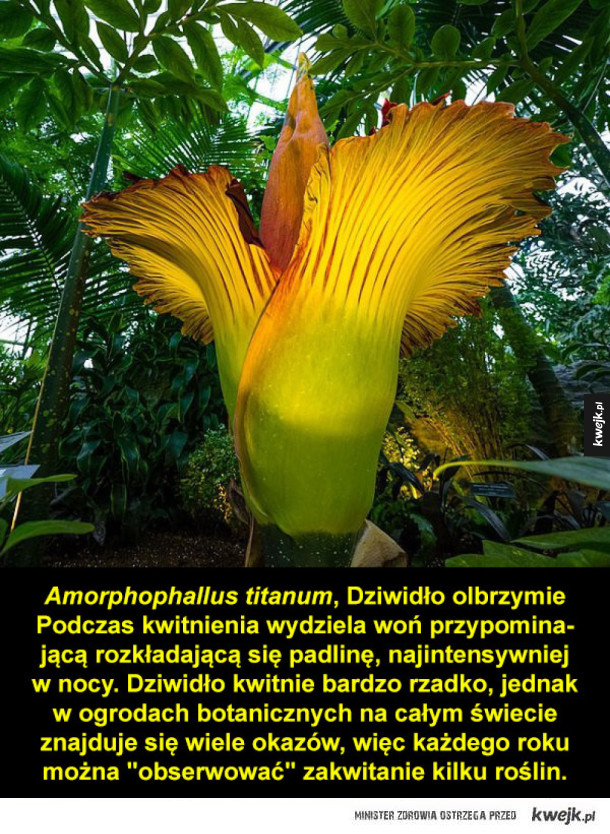 Prawdopodobnie najdziwniejsze rośliny z całego świata