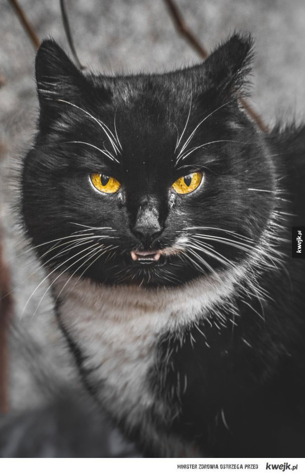 Intrygujące portrety bezpańskich kotów