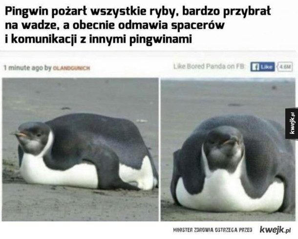 Leniwy pingwin