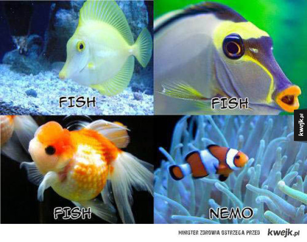 W jaki sposób sklasyfikować ryby