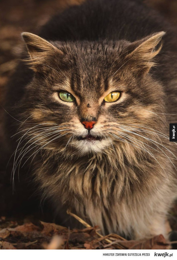 Intrygujące portrety bezpańskich kotów