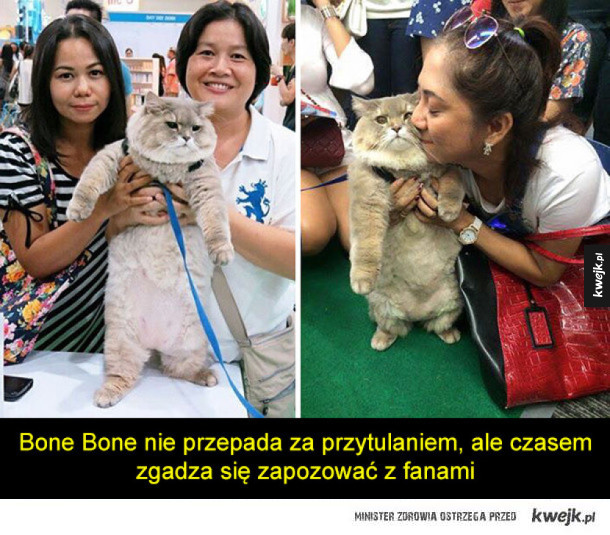 Bone Bone - najbardziej puszysty kot Internetu
