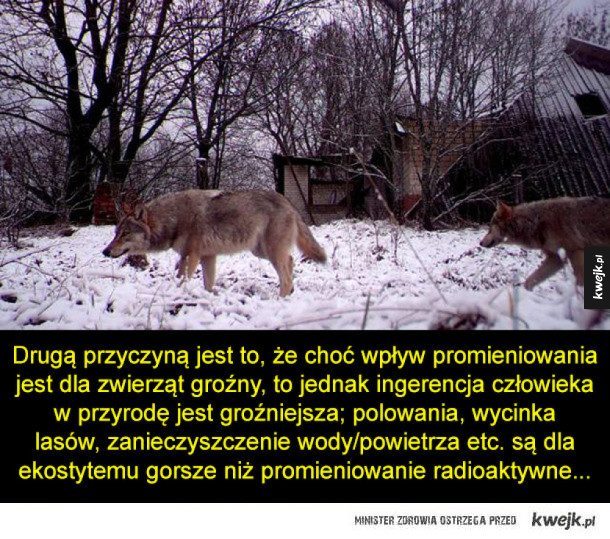 Zwierzęta Czarnobyla