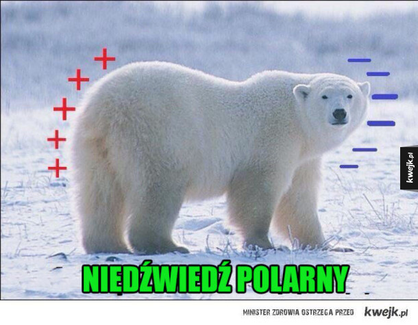 Niedźwiedź polarny