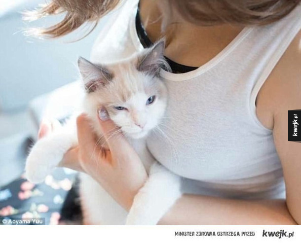 Koty i piersi - kwintesencja Internetu