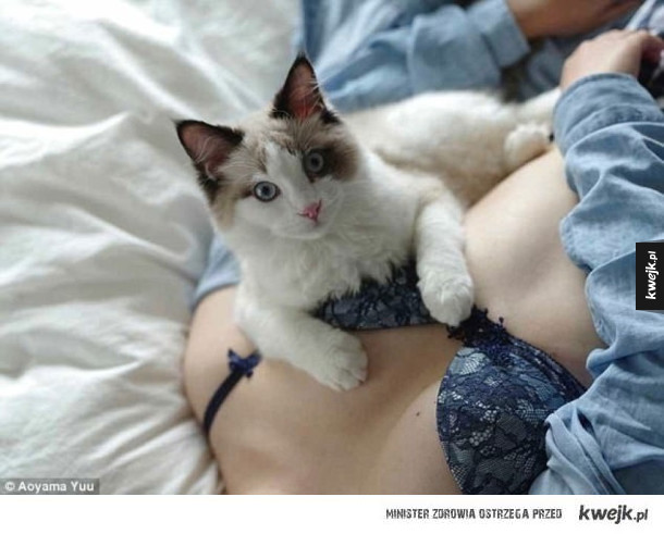 Koty i piersi - kwintesencja Internetu