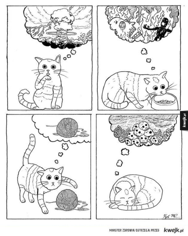 O czym myślą kotki