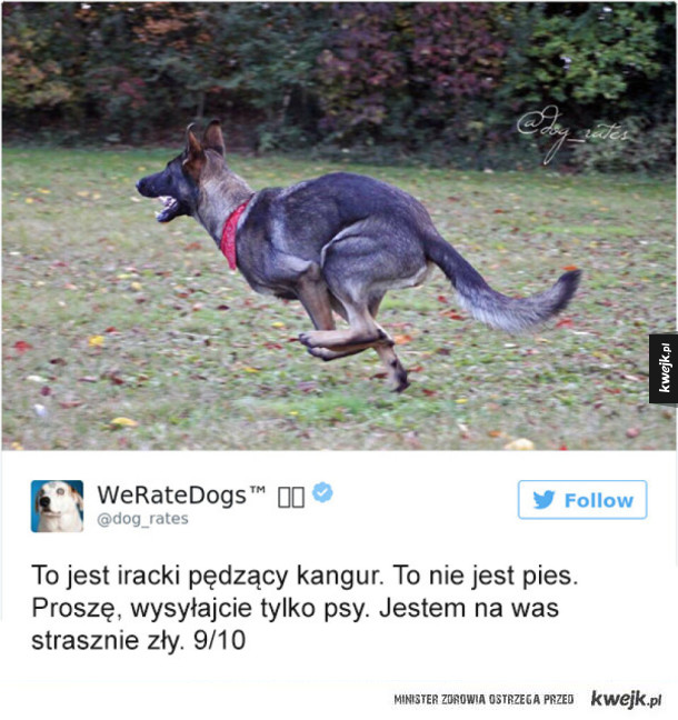 WeRateDogs ocenia tylko psy