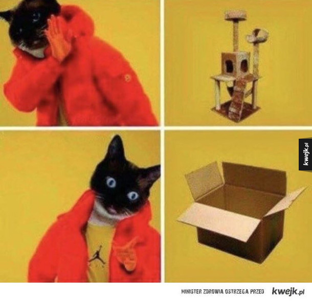 Logika kotów