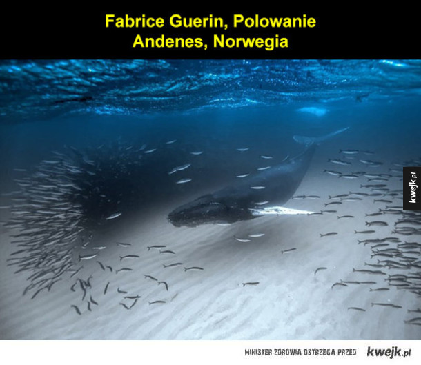 Zwycięzcy tegorocznego konkursu podwodnej fotografii