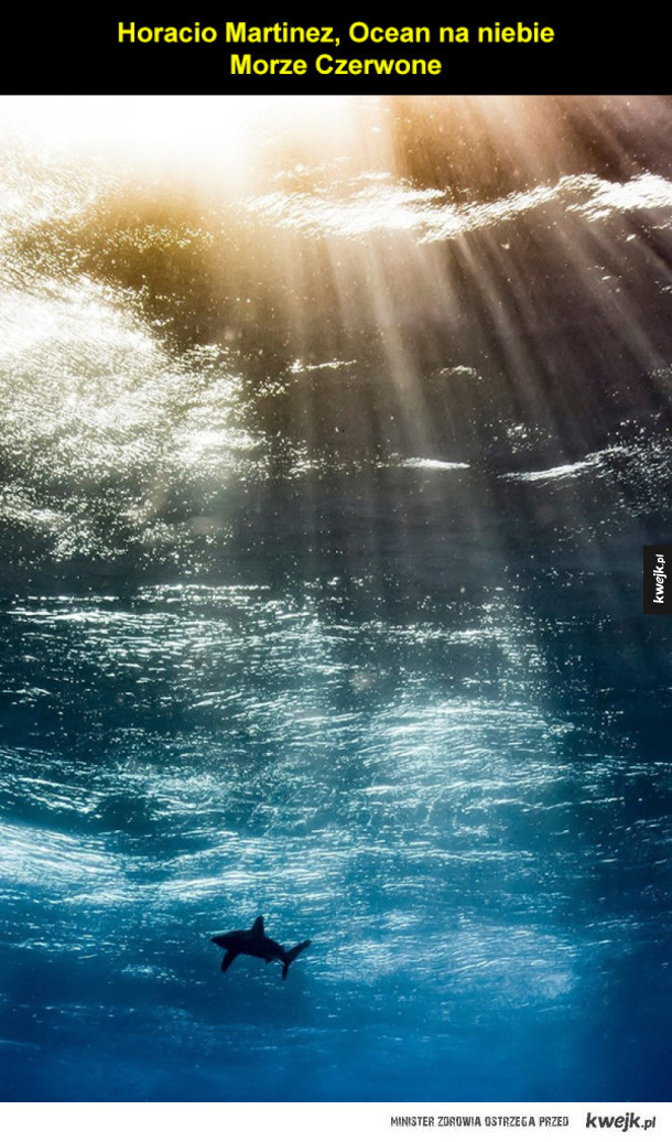 Zwycięzcy tegorocznego konkursu podwodnej fotografii