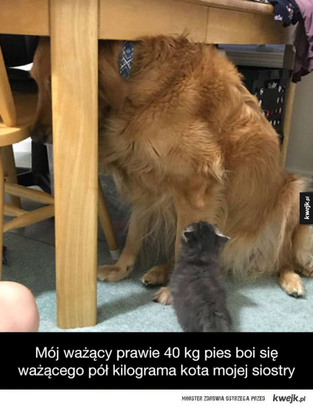 Psy ze Snapchata