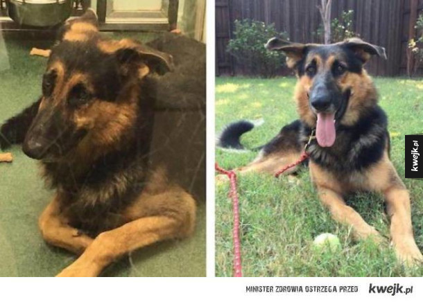 Psy na zdjęciach przed i po adopcji