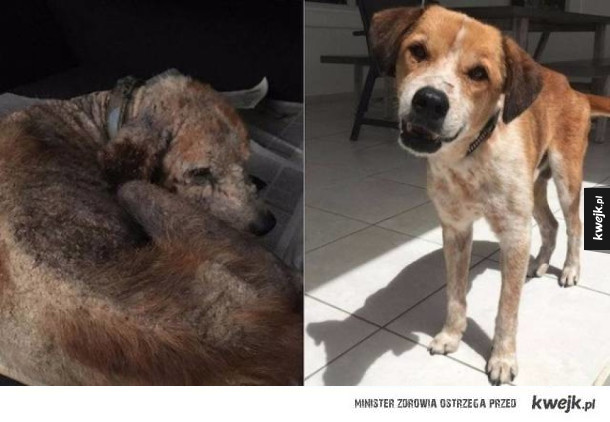 Psy na zdjęciach przed i po adopcji