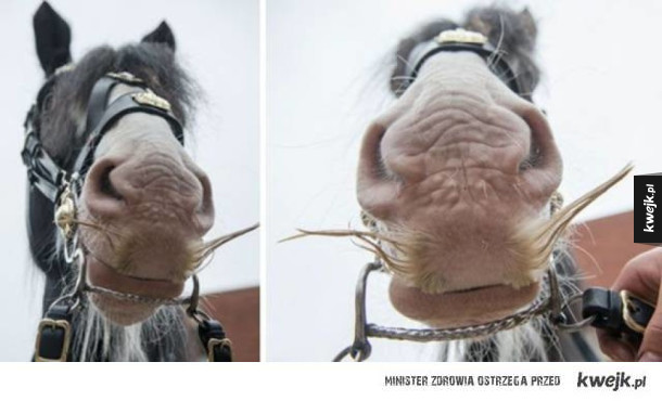 Konie z wąsami