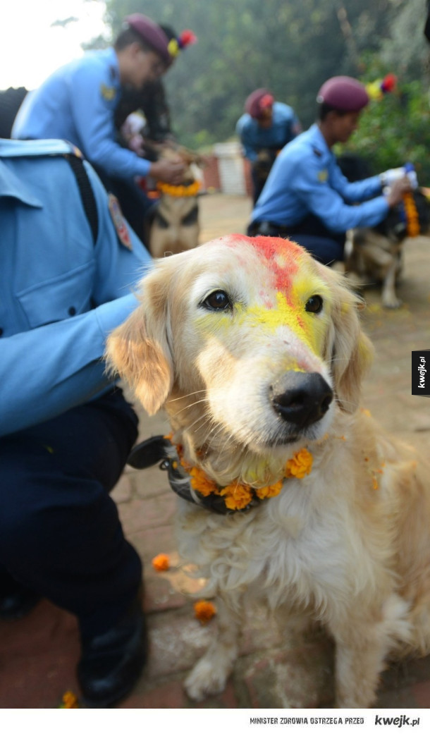 Kukur Tihar, święto psów w Nepalu