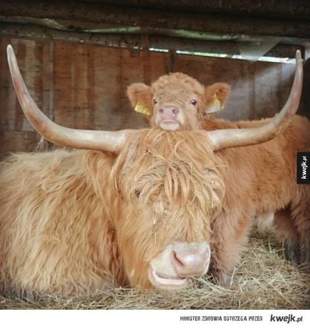 Krowy szkockiej rasy wyżynnej są przeurocze