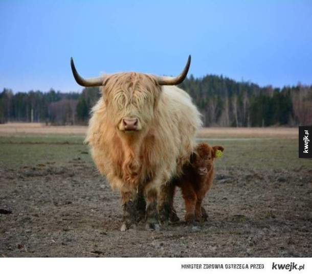 Krowy szkockiej rasy wyżynnej są przeurocze