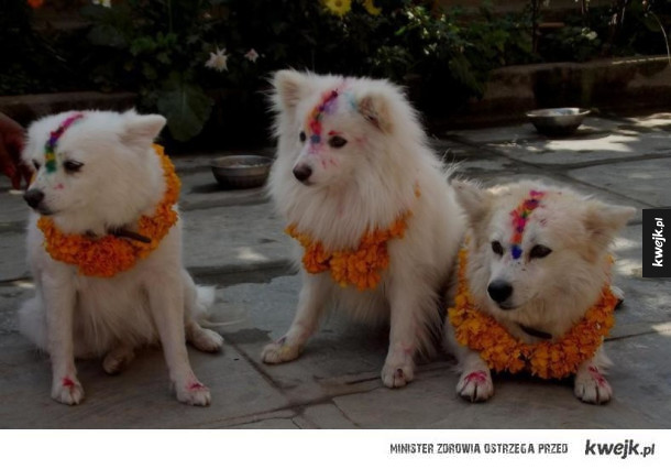 Kukur Tihar, święto psów w Nepalu
