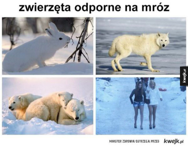 Zimowe zwierzęta