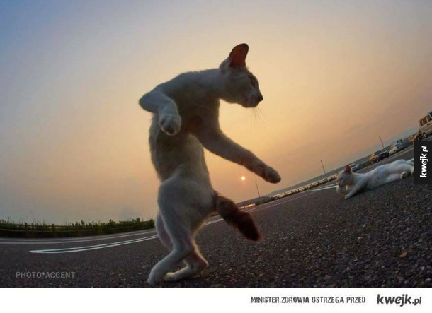 Koty to tak naprawdę ninja i te zdjęcia tego dowodzą