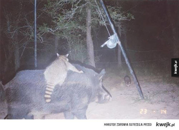 Dzikie zwierzęta w ukrytej kamerze