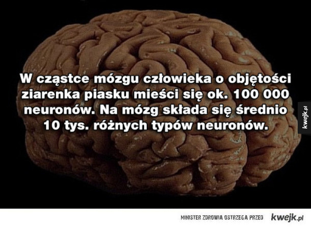 20 ciekawostek o mózgu