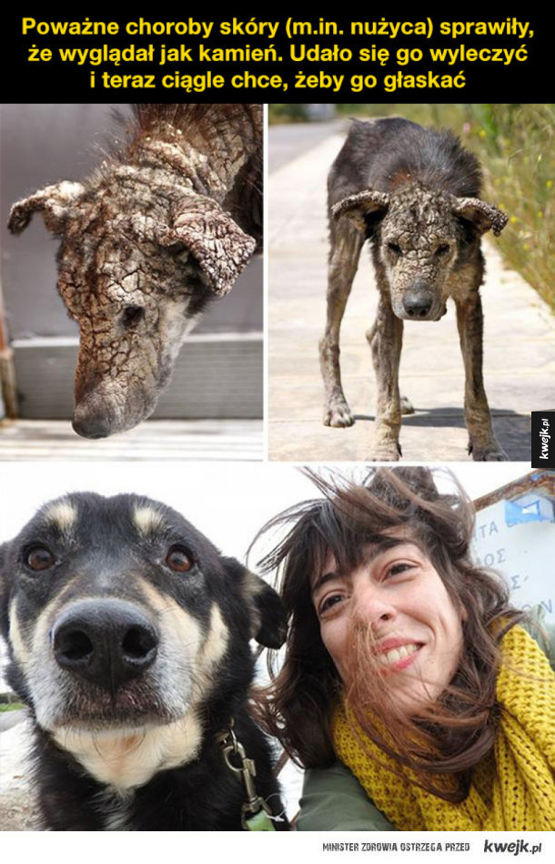 Niesamowite adopcyjne metamorfozy psów