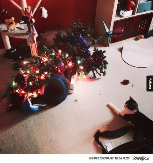 Psy i koty kontra dekoracje świąteczne