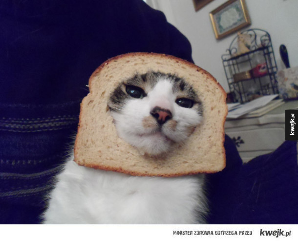 Koty w chlebie
