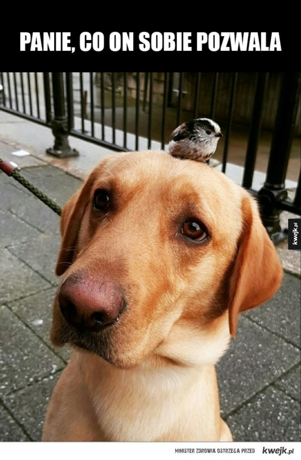 pies i ptak