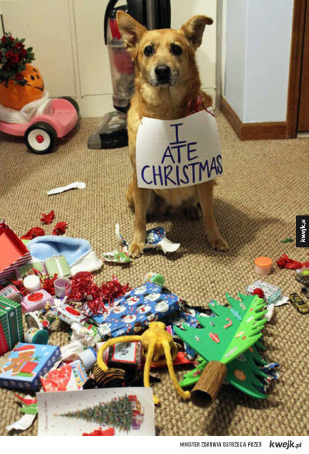 Psy i koty kontra dekoracje świąteczne