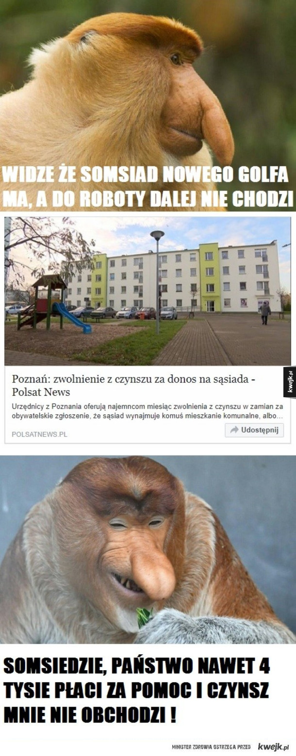 NAJLEPSZY ZAWÓD SOMSIADA