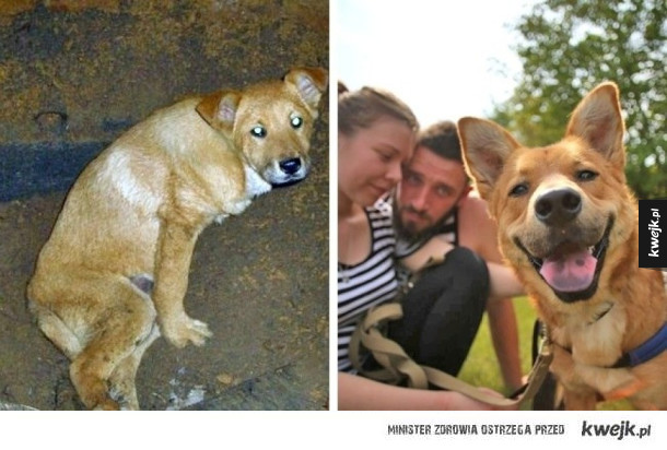 Zdjęcia psów przed adopcją i po to najlepsze metamorfozy