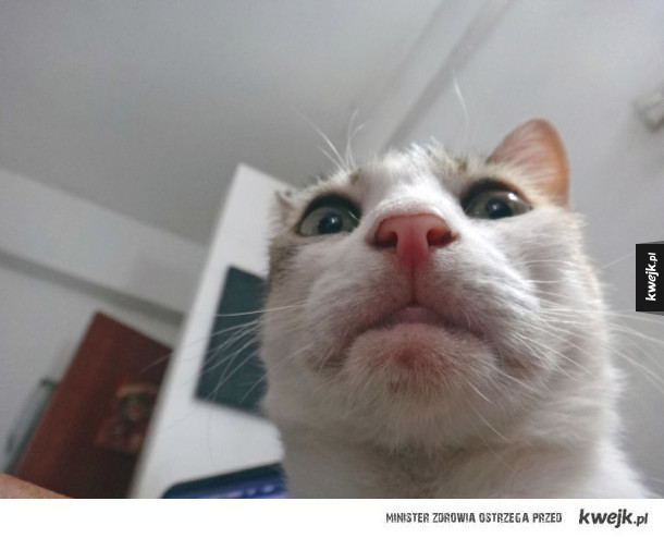 Kocie selfie