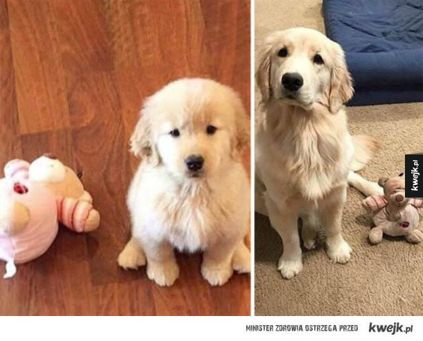 Psy, kiedy były małe i psy, kiedy są już trochę większe
